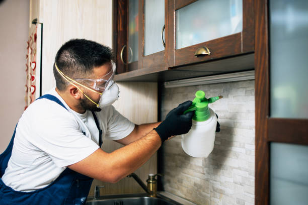Wasp Removal Services in Newport Beach, CA