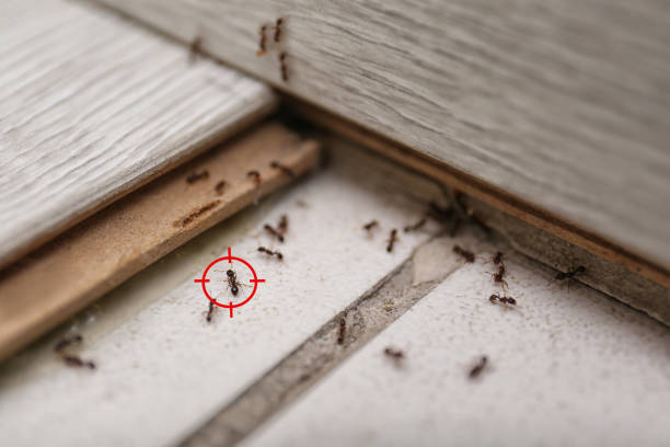 Best Commercial Pest Control Services  in Newport Beach, CA