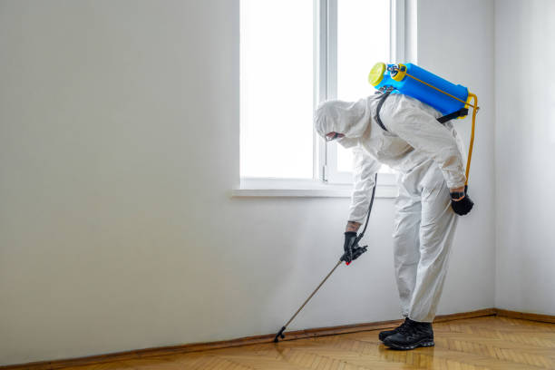 Flea Control Services in Newport Beach, CA