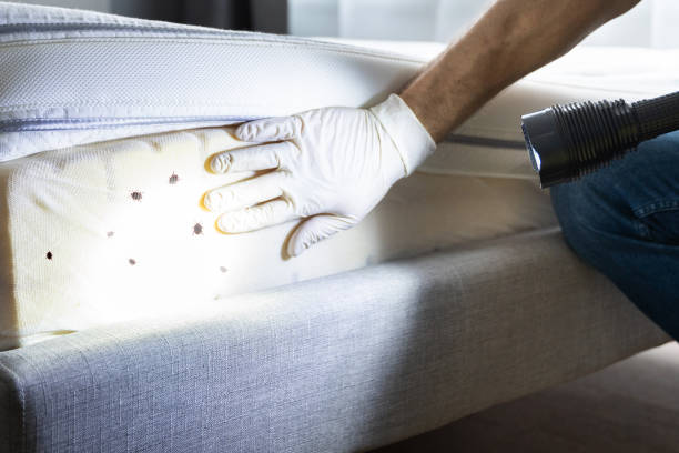 Best Pest Inspection Near Me  in Newport Beach, CA